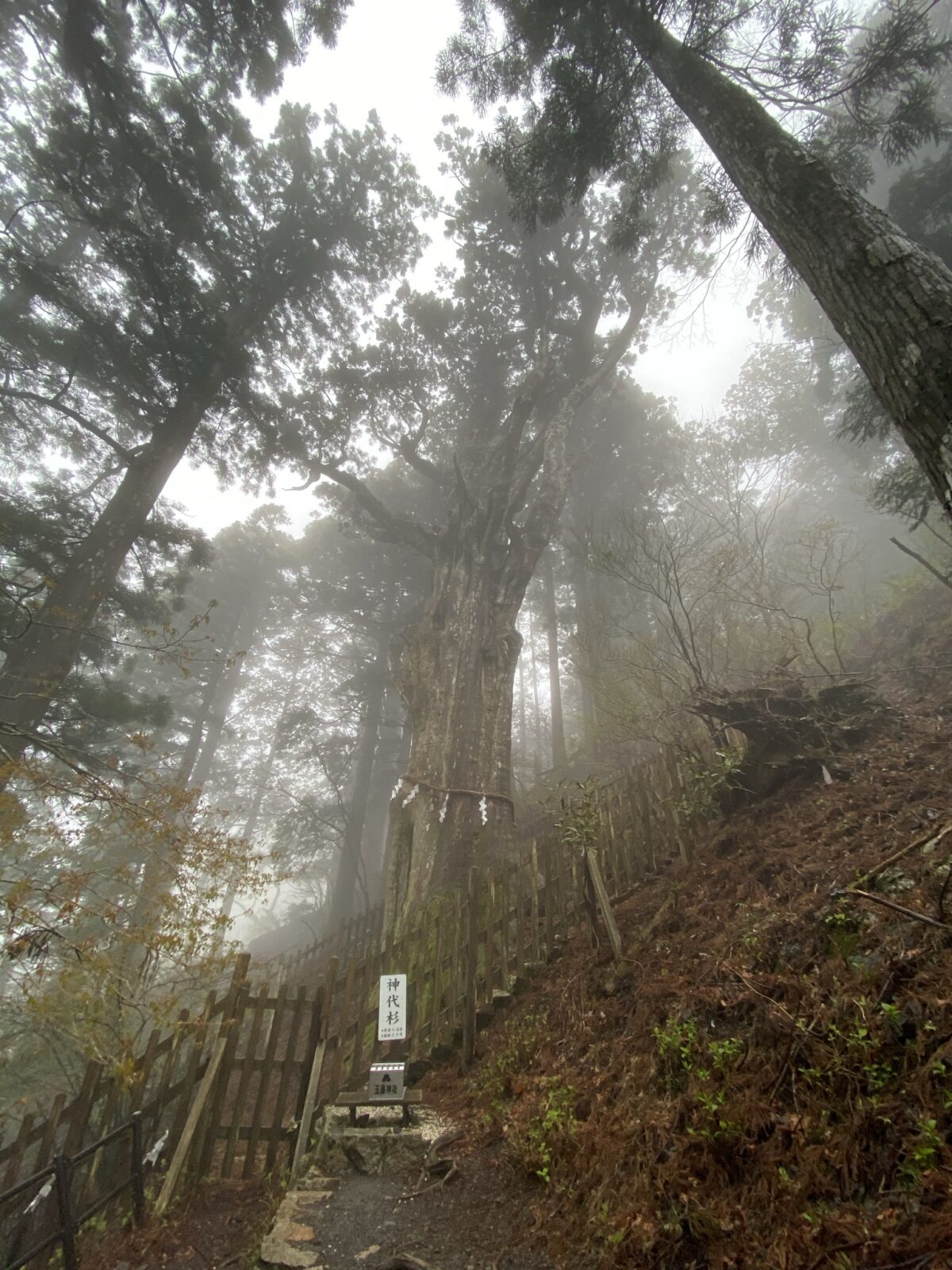 玉置神社の神代杉